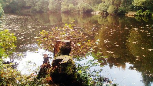 Reflection of trees in lake