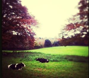 Sheep grazing on grassy field