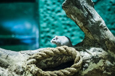 Close-up of mouse on driftwood