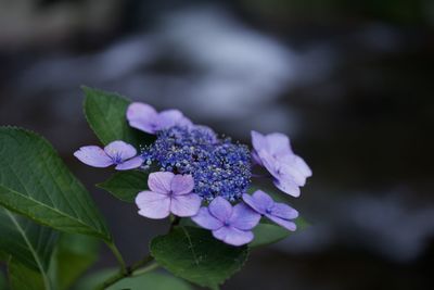 Close-up of purple hydrangea flowers