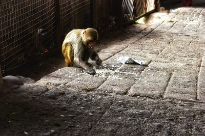 Lion sitting on footpath