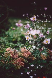 Close-up of pink flowers