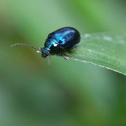 Close-up of insect