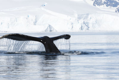 Cropped tail of whale swimming in sea during winter