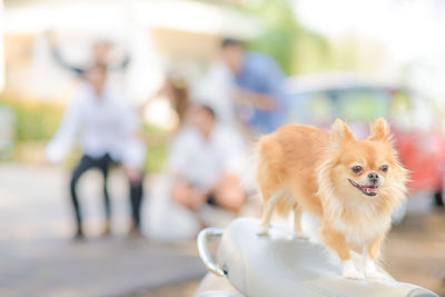 Portrait of dog walking in park