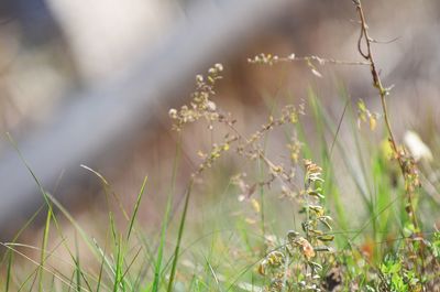 Close-up of grass on field