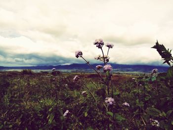 Close-up of flowering plants on land against sky