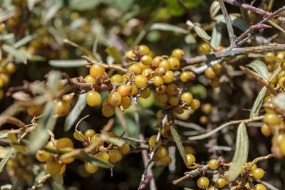 Close-up of flower buds