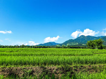 Scenic view of agricultural field against sky