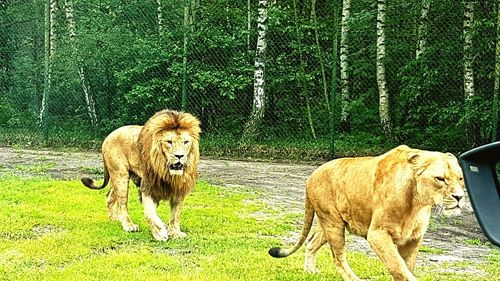 Lion in forest