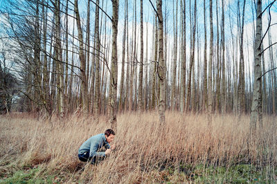 Bare trees in forest
