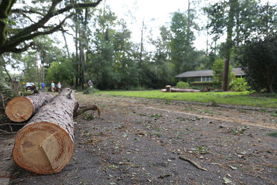 Stack of logs on field in forest