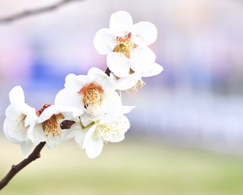 Close-up of white cherry blossoms