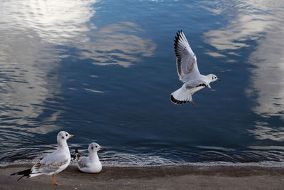 Seagulls flying over lake