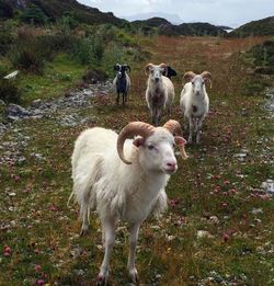 Sheep standing in a field