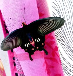 High angle view of butterfly on pink flower