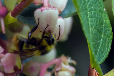 Close-up of honey bee on plant