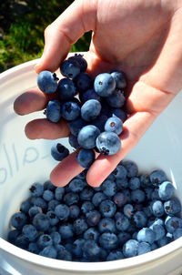 Close-up of woman holding blueberries