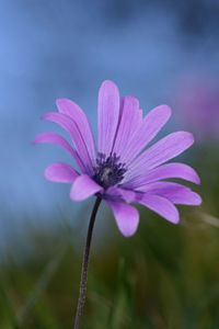 Close-up of pink flower