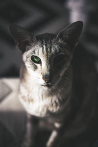 Close-up portrait of gray cat with green eyes