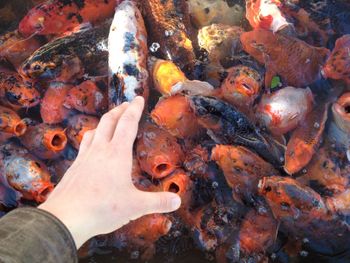 Cropped hand reaching towards fish in pond