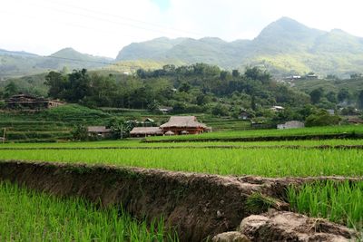 Scenic view of agricultural field by mountains against sky