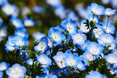 Close-up of white flowering plants