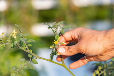 Close-up of hand holding plant