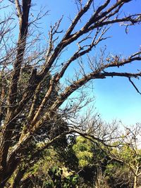 Low angle view of trees against sky