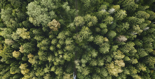 Full frame shot of plants