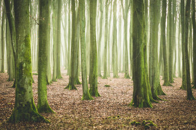 View of bamboo trees in forest