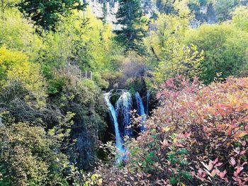 Scenic view of waterfall in forest