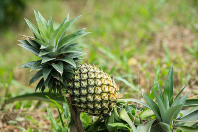 Close-up of pineapple on field