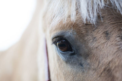 Close-up of a horse