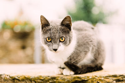 Close-up portrait of cat