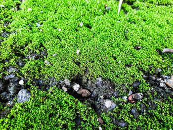 High angle view of rocks on field