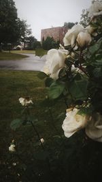 Close-up of fresh rose blooming in park