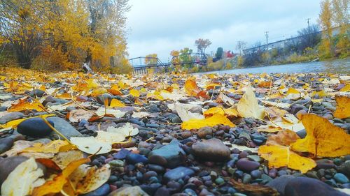 Autumn leaves on ground