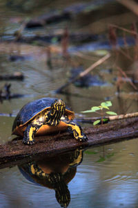 Close-up of turtle in water