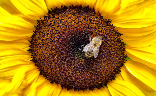 Macro shot of sunflower