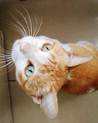 Close-up of cat lying down on floor