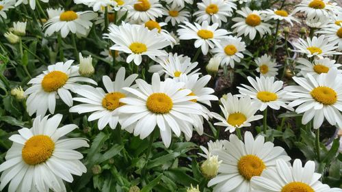 Close-up of white daisy flower