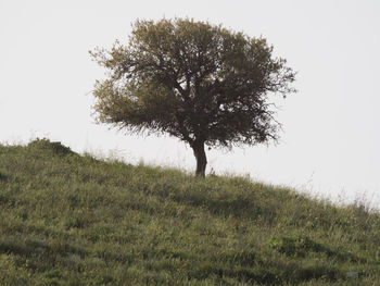 Tree in field against clear sky