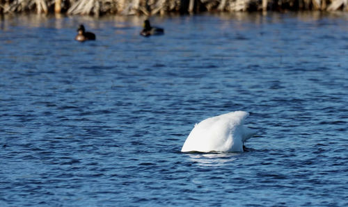 View of duck swimming in sea