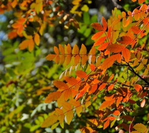 Close-up of maple leaves on tree during autumn