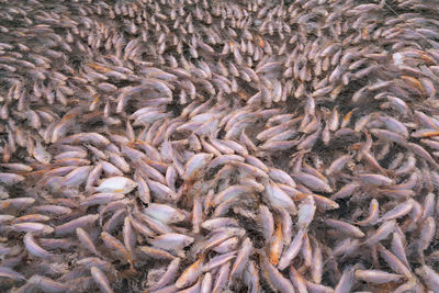 Full frame shot of fish in sea