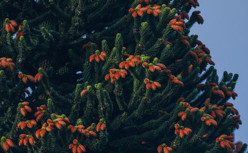 Low angle view of flowers growing on tree