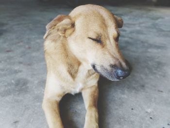 High angle view of dog looking away in city