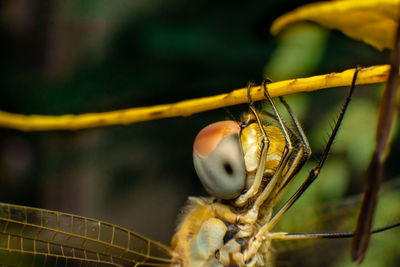 Close-up of insect on leaf