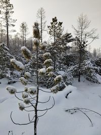Trees on snow covered field against sky